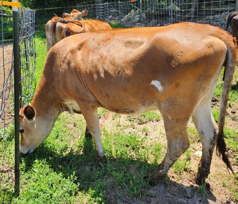 Jersey Cattle for sale - Professional Breeders/Closed Herd